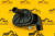 Клапан отопителя салона JCB (Original) 923/10167 Клапан отопителя салона JCB (Original) 923/10167